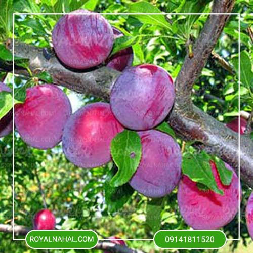 تصویر 4 از قیمت فروش آلو بخارا حاج حسنی + فروش عمده